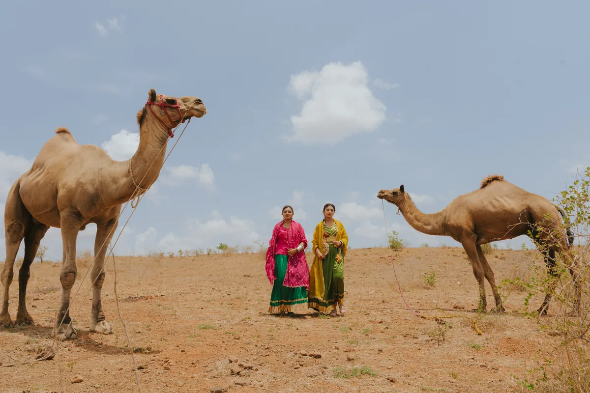 Wide outdoor fashion photograph of two women between two camels